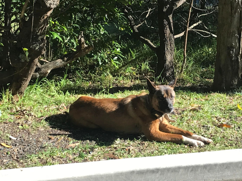 A dingo basks in the sun in Myall Lakes