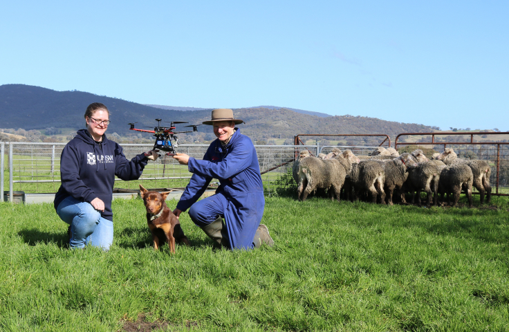 Dr Kate Yaxley and Professor Bruce Allworth in a Holbrook paddock with Sarge the dog, a drone and a flock of sheep. 