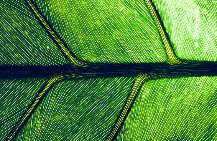 Close up of leaf structure